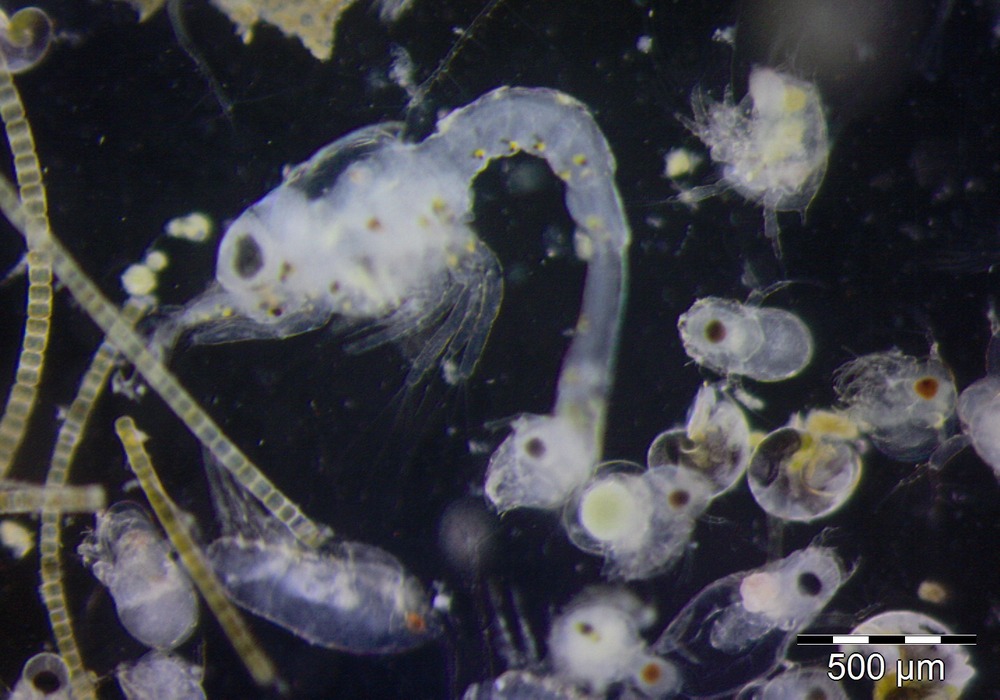 Imgi 26 Lc 8 1000 700 1