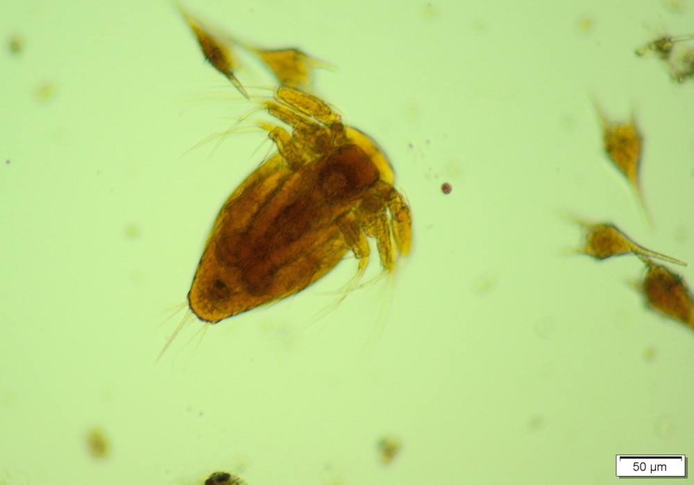 Imgi 24 Oithona Nauplius 1000 700 1